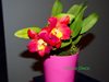 Pot. Burana Angel Hsinying